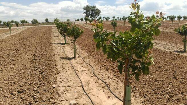 pistacho de borges (2)|projar bandeja-de-cultivo-forestal-Herku-QP-D-84-T-115-300x225